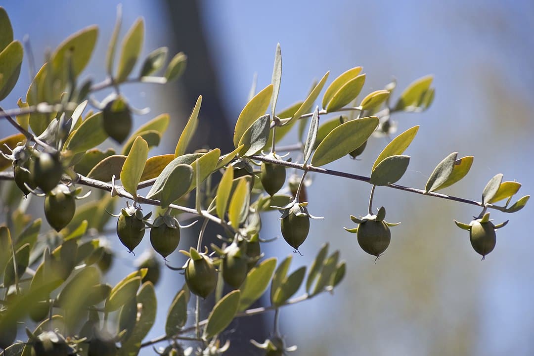 Jojoba Oil 100% Pure Organic - Image 6