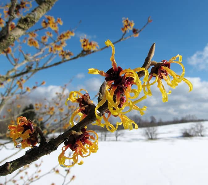 Witch Hazel Water Natural Skin Toner - Image 2