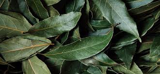Bay Leaf Essential Oil. 100% Pure Organic 10mL - Image 2
