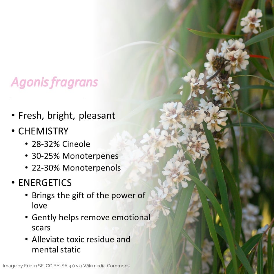 Fragonia Essential Oil. 100% Pure Organic - Image 4