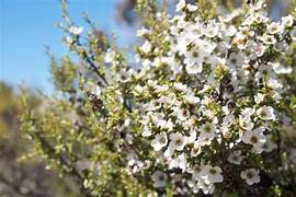Fragonia Essential Oil. 100% Pure Organic - Image 6