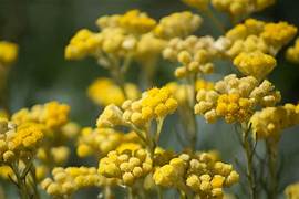 Everlasting Essential Oil. 100% Pure Organic - Image 2