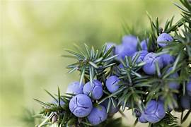 Juniper Berry Essential Oil. 100% Pure Organic 5mL - Image 2
