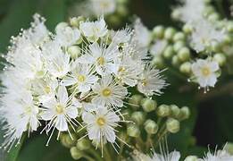 Lemon Myrtle Essential Oil. 100% Pure Organic 5mL - Image 2