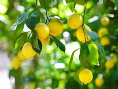 Lemon Essential Oil Organic 10mL - Image 2