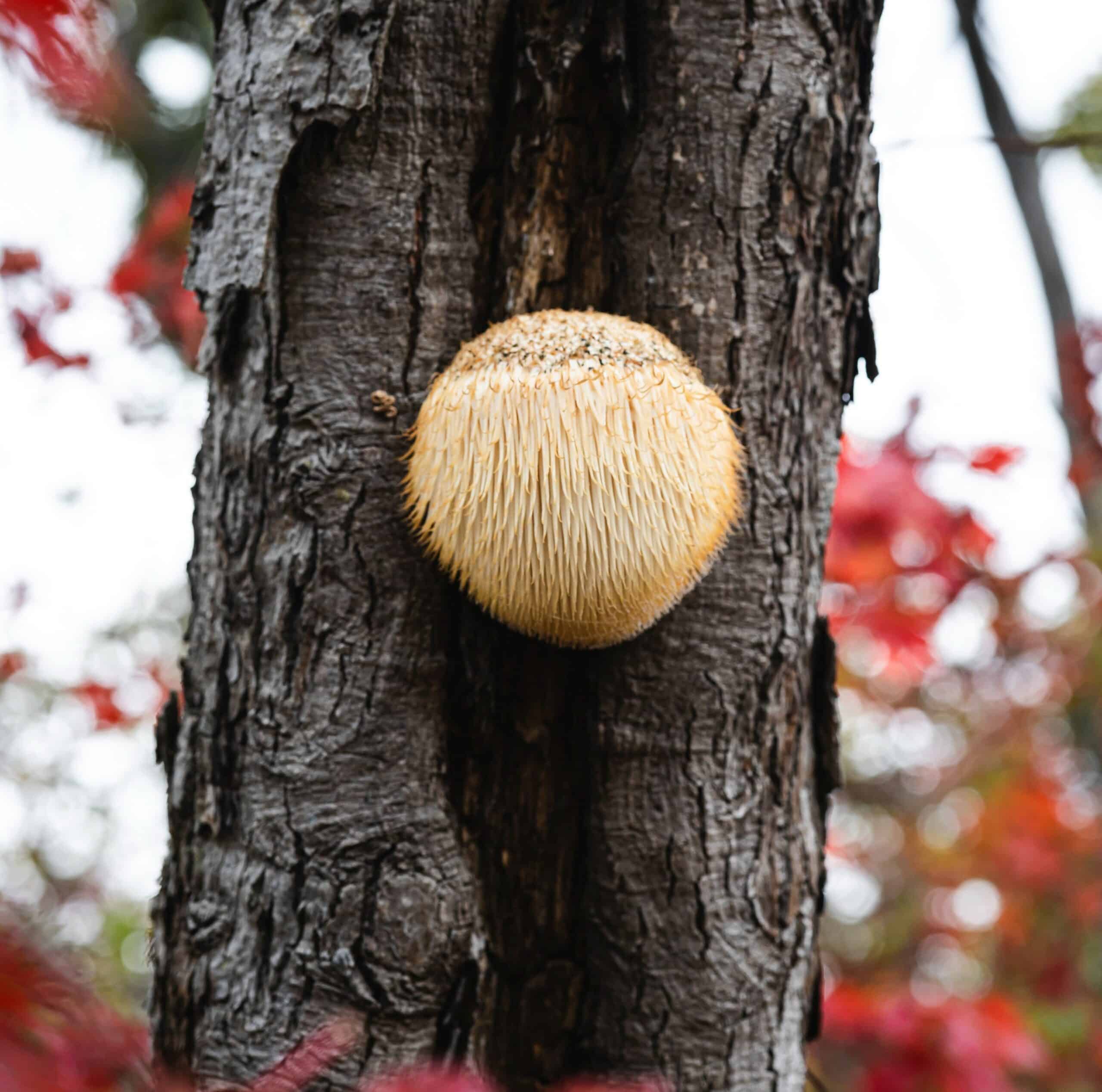 Lion's Mane Organic Mushroom Powder - Image 2