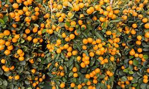 Mandarin Essential Oil. 100% Pure Organic 10mL - Image 2