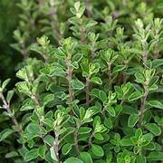 Marjoram Essential Oil. 100% Pure Organic 5mL - Image 3