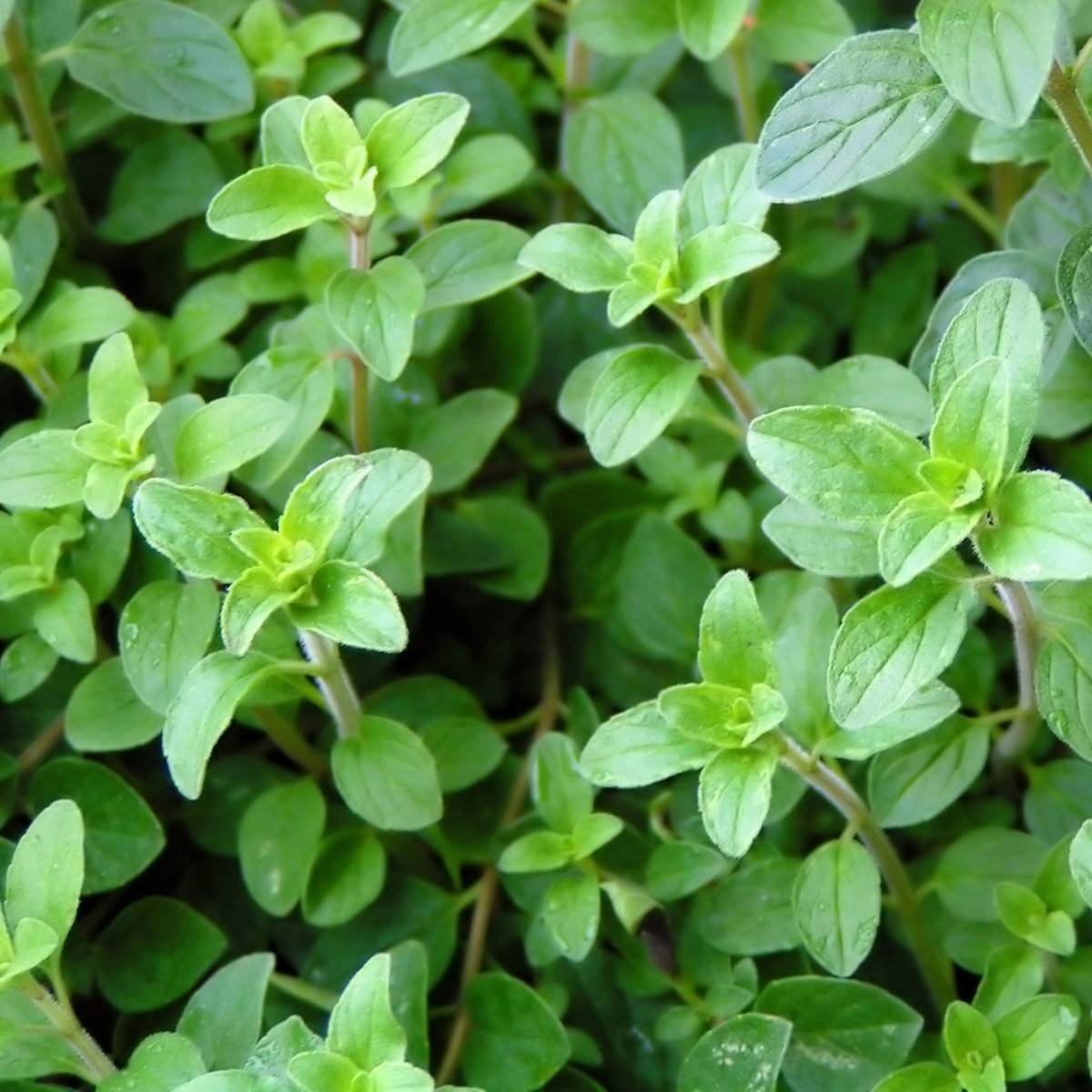 Oregano Essential Oil . 100% Pure Organic 5mL - Image 2