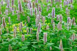 Patchouli Essential Oil. 100% Pure Organic 10mL - Image 2