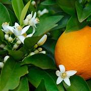 Petitgrain Essential Oil. 100% Pure Organic 5mL - Image 2