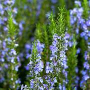 Rosemary ct. verbenone Essential Oil. 100% Pure Organic 5mL - Image 3