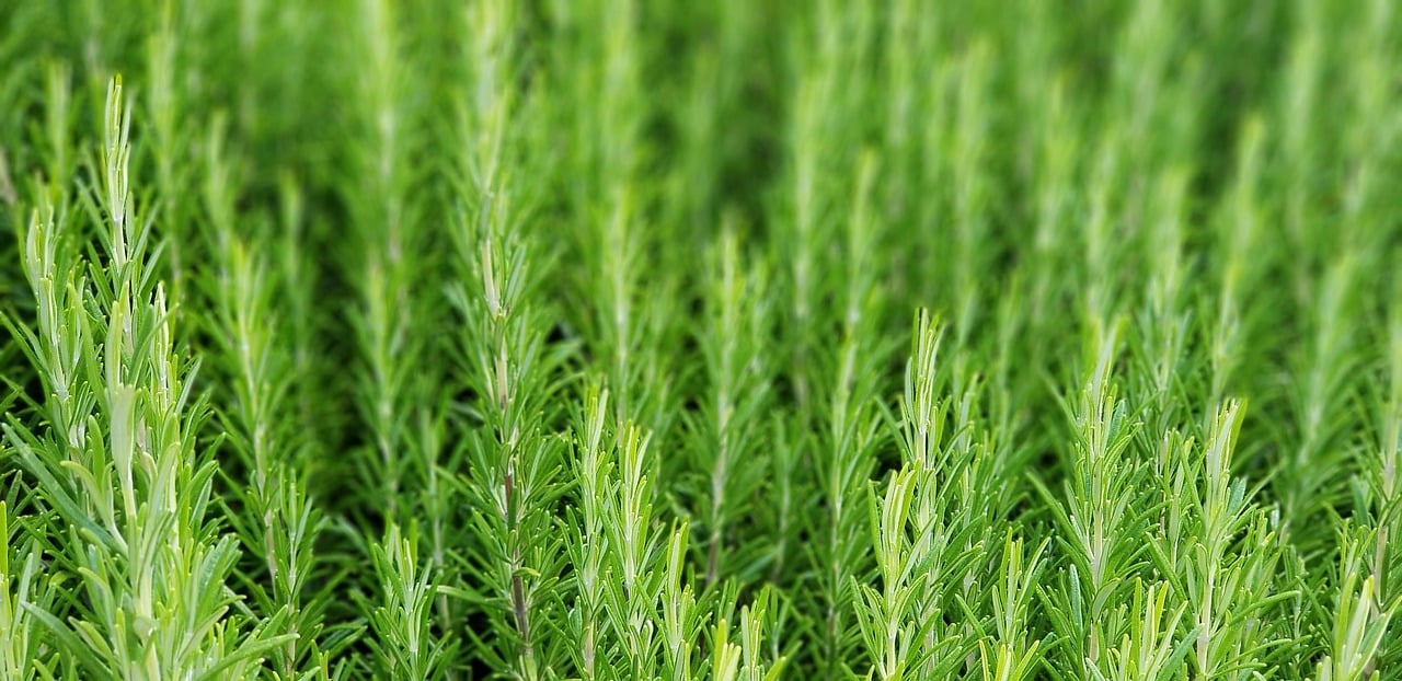 Rosemary ct. verbenone Essential Oil. 100% Pure Organic 5mL - Image 2