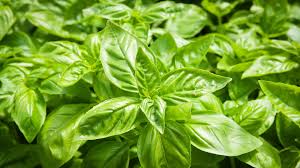 Sweet Basil Essential Oil. 100% Pure Organic 5mL - Image 2