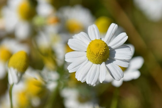 Roman Chamomile Essential Oil. 100% Pure Organic - Image 2