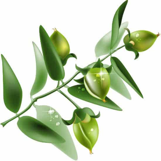 Jojoba Oil 100% Pure Organic - Image 4