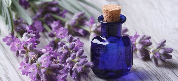 Lavender Essential Oil. 100% Pure Organic 10mL - Image 2